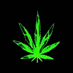 marijuana leaf sublimation...